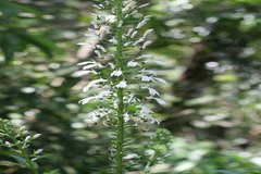 Lobelia nicotianifolia